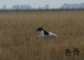 Pedigree TRIP DEL SARGIADAE Pedigree TRIP DEL SARGIADAE